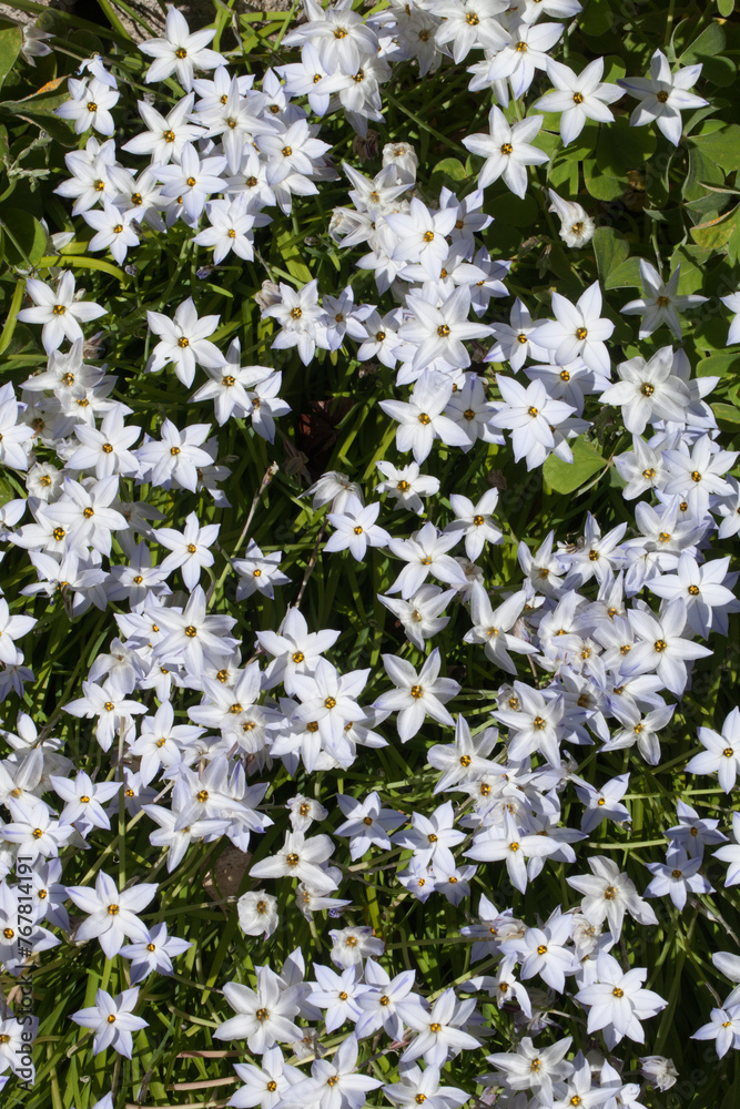 tapis de fleurs d'étoiles de printemps (iphéion uniflorum) tapis de fleurs d'étoiles de printemps (iphéion uniflorum)