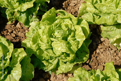 Obraz na plátně Lactuca sativa 'Laitue Novappia', salade, laitue