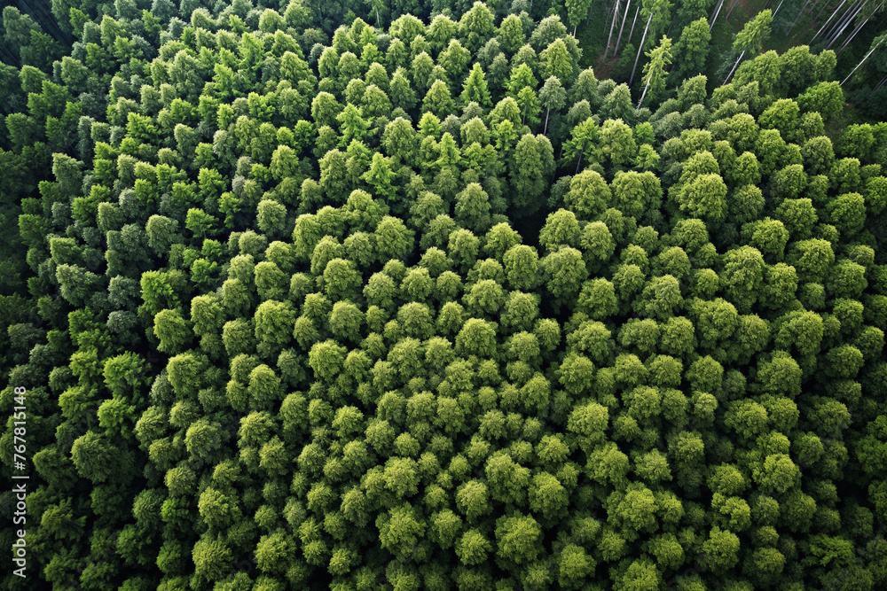 A lush green forest with many trees A lush green forest with many trees