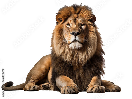 Generative IA illustration of a african adult lion isolated on white