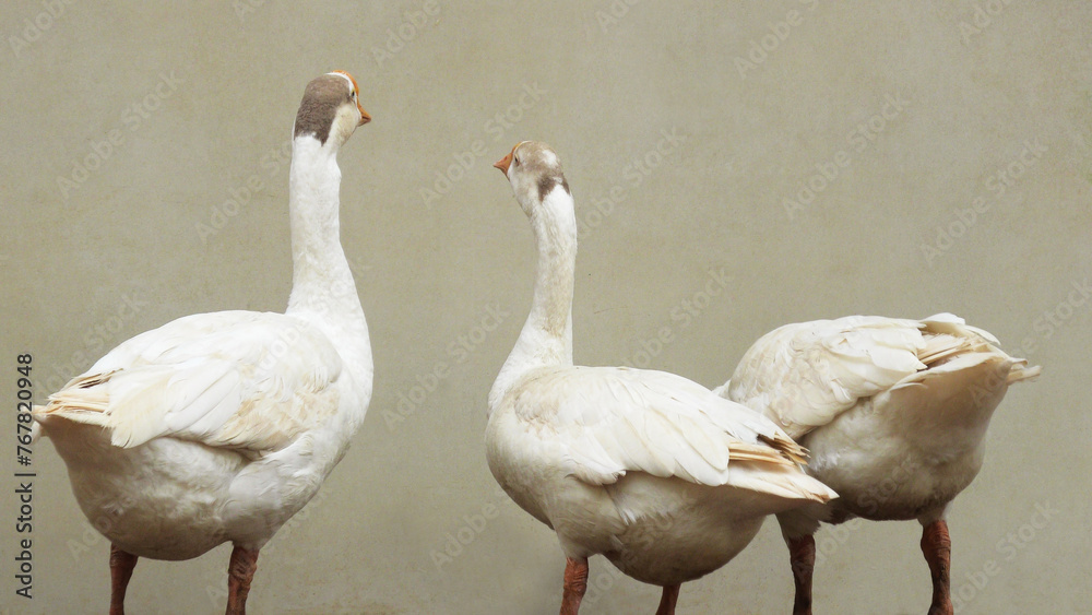 Fototapeta premium Closeup of three white swans