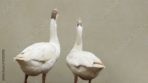 Bild auf Leinwand Two swans looking anxiously