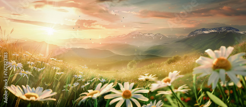 Beautiful pastoral landscape at sunset with a blooming field of daisies in grass on a hilly area