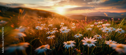Beautiful pastoral landscape at sunset with a blooming field of daisies in grass on a hilly area © VetalStock