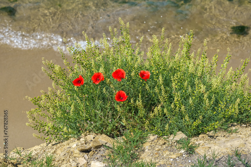 Blooming wild red poppies on the sandy beach.