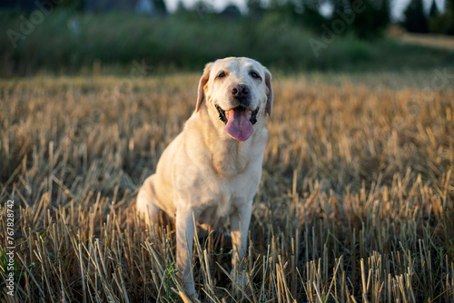 white (fawn) Labrador retriever sitting on a mown field at sunset in summer 