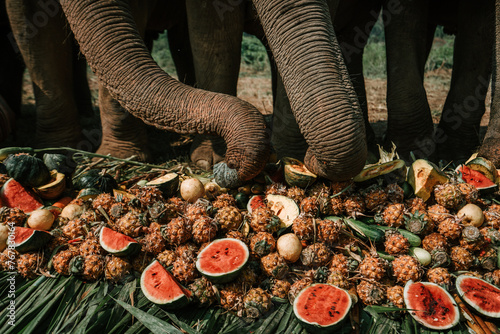 Photography Close-up of Elephants eating fruits