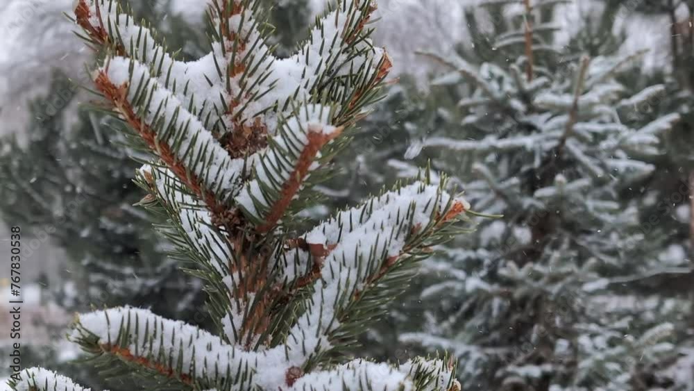 The branches of a spruce tree covered with snow in winter The branches of a spruce tree covered with snow in winter