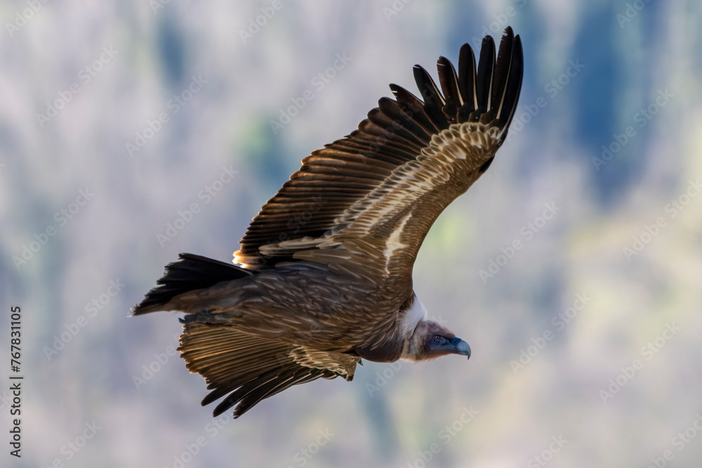 Fototapeta premium Eurasian griffon vulture (Gyps fulvus) in flight. Large bird of prey family Accipitridae. Cornino lake area, Udine province, Friuli Venezia Giulia, Italy.