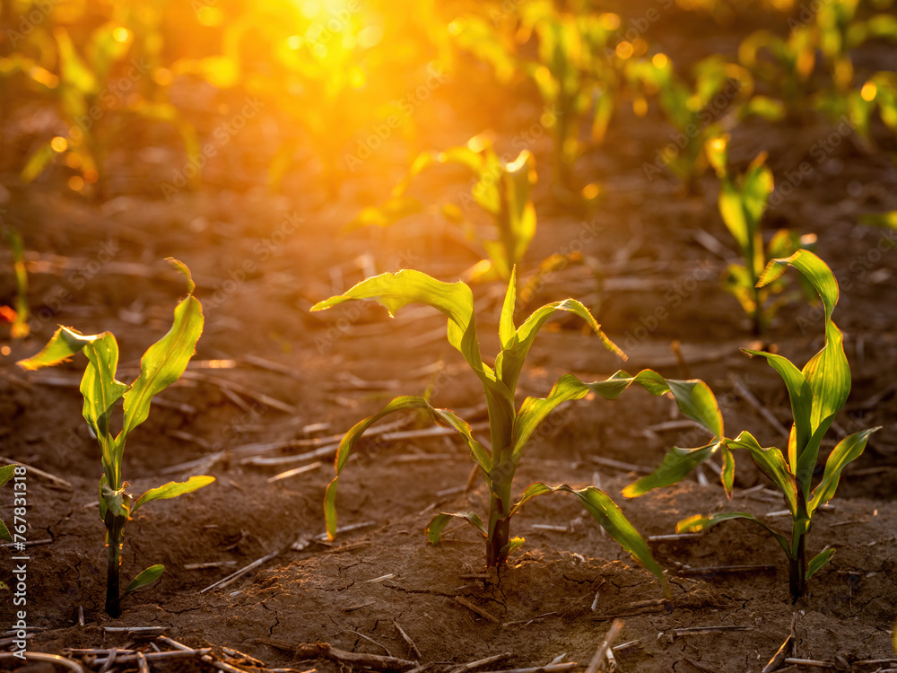 Lush young corn plants growing in a field illuminated by the warm light of sunset - obrazy, fototapety, plakaty 