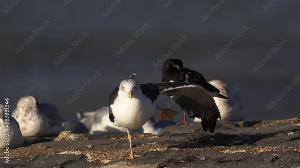An adult lesser black-backed gull (Larus fuscus) stretching its wing while standing on a breakwater An adult lesser black-backed gull (Larus fuscus) stretching its wing while standing on a breakwater