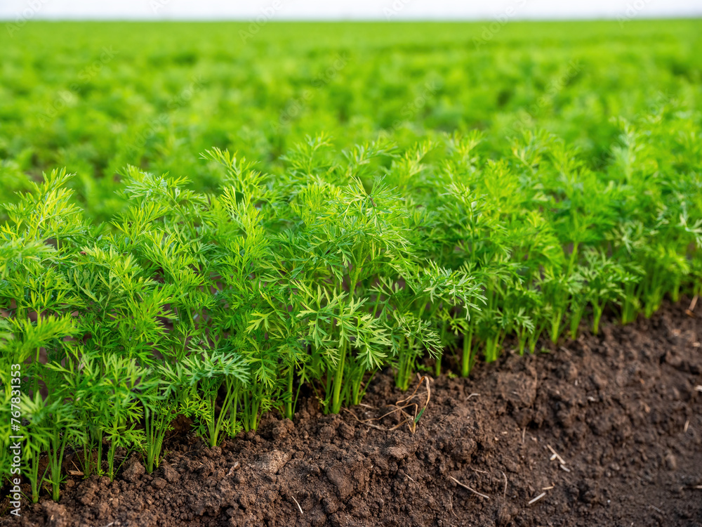 Young carrot plants thriving in rich soil on a farm, showcasing lush green foliage Young carrot plants thriving in rich soil on a farm, showcasing lush green foliage