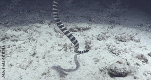 A banded sea krait, also known as a striped sea snake or Laticauda colubrina, moves forward as the camera follows. Check my gallery to see other clips from this series.. photo