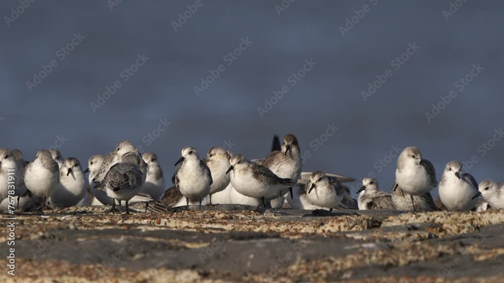 A large group of sanderling (Calidris alba) and one dunlin (Calidris alpina) standing on a breakwater A large group of sanderling (Calidris alba) and one dunlin (Calidris alpina) standing on a breakwater