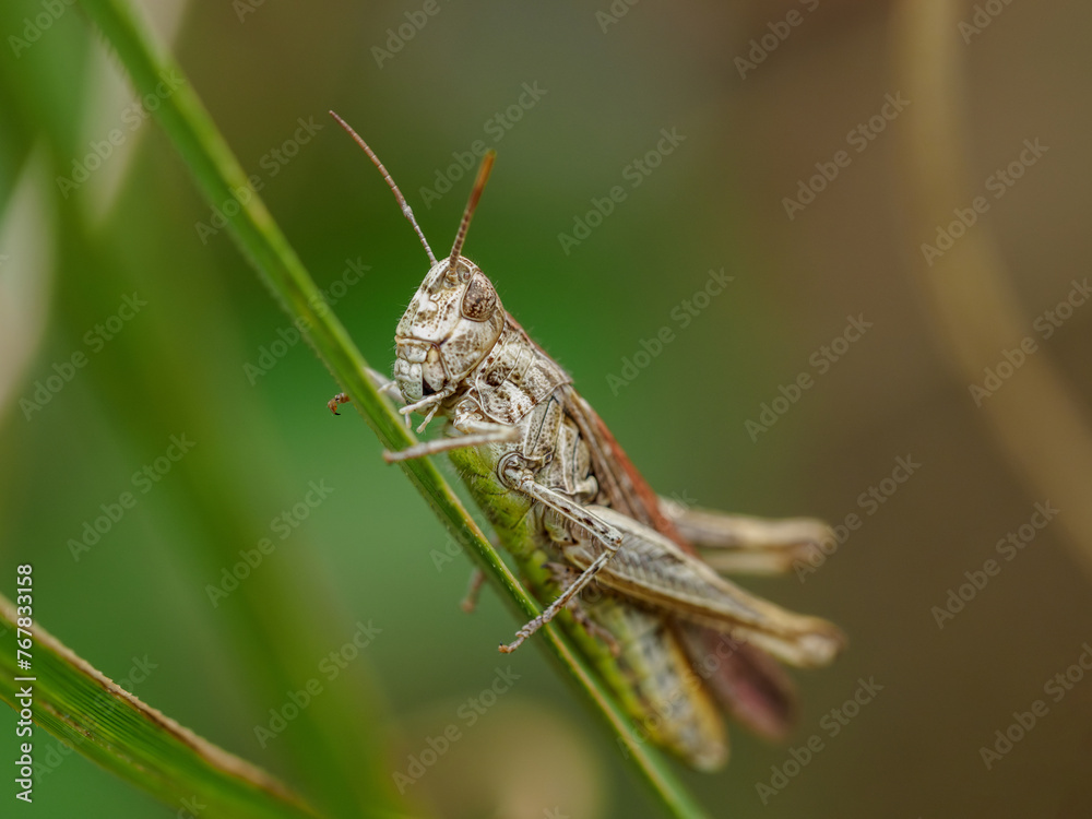 Saltamontes descansando sobre una rama en el campo Saltamontes descansando sobre una rama en el campo