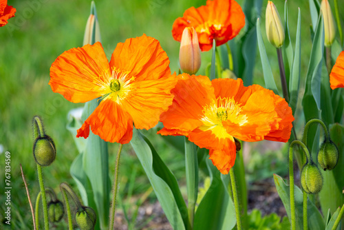 orange poppy flowers