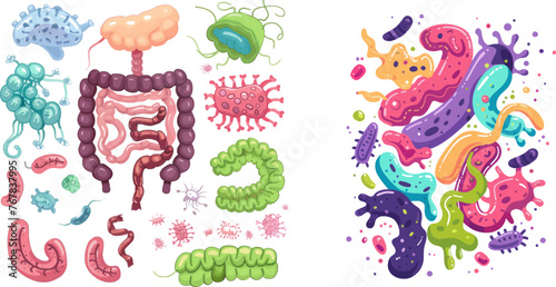 Medical bacteria and anatomy digestive, gastrointestinal microflora
