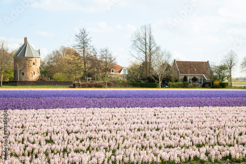 Blooming hyacinth field with the medieval tower of 't Huys Dever in Lisse in the background. photo