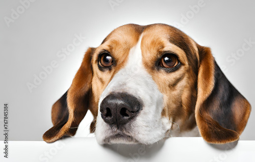 Cute nice red beige yellow dog breed beagle isolated on white closeup beautiful pet 