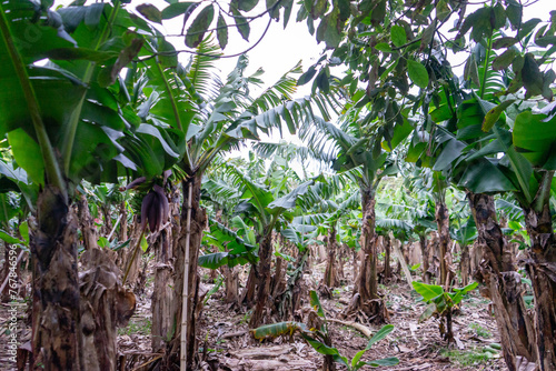 A picturesque banana plantation on Terceira Island  Azores  with lush green foliage and clusters of ripe yellow bananas.