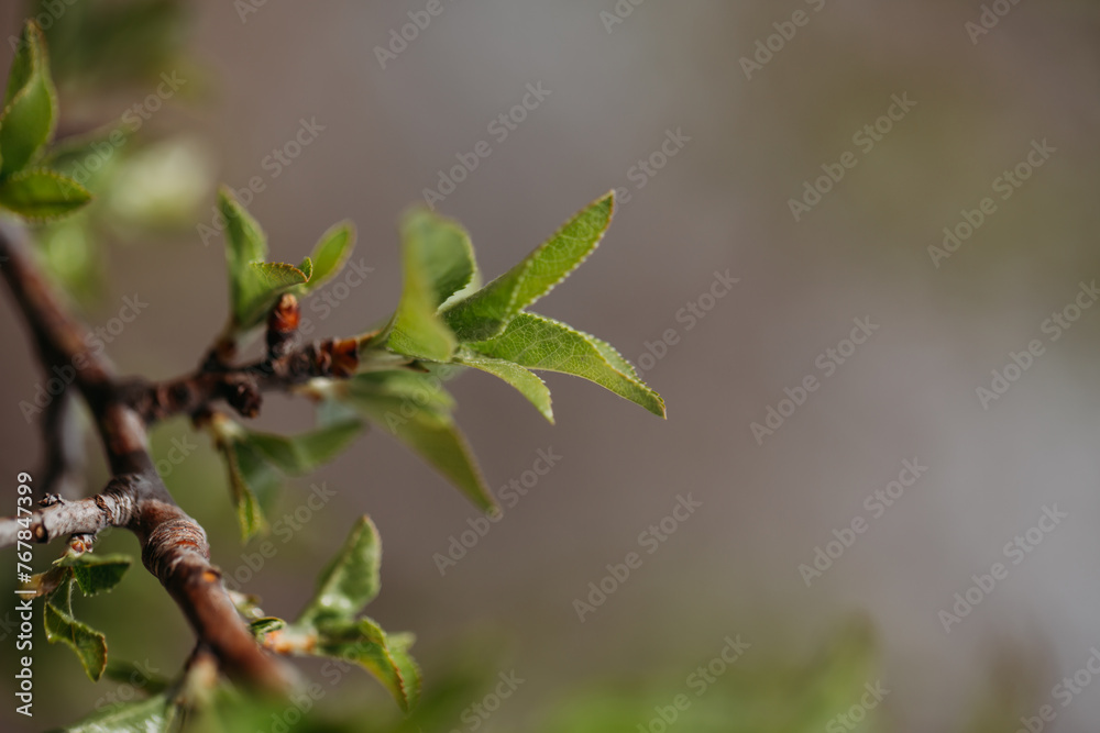 Green young foliage on a branch in early spring close-up Green young foliage on a branch in early spring close-up