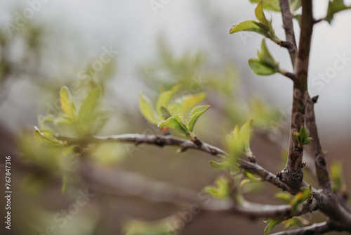 Green young foliage on a branch in early spring close-up