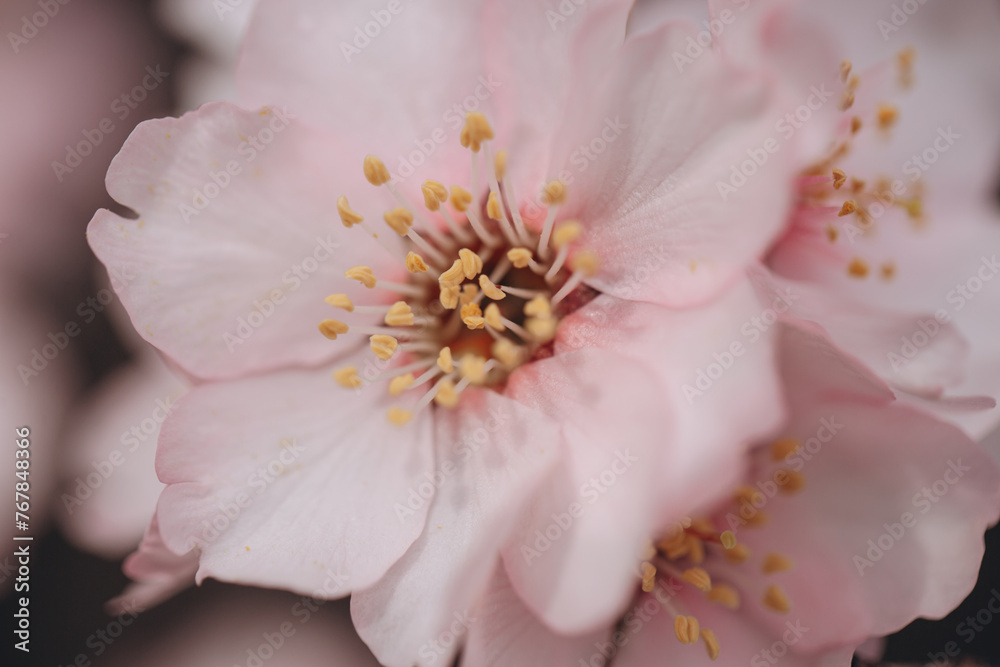 Spring flowering of a fruit tree of a delicate pink color close-up Spring flowering of a fruit tree of a delicate pink color close-up