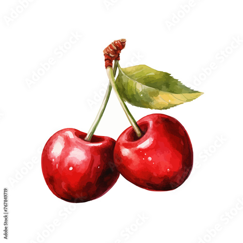 Red cherry fruit watercolor isolated on white background. Vector illustration