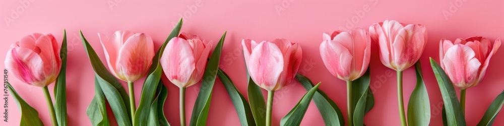 Pink tulips on pink background. Flat lay, top view. Banner.