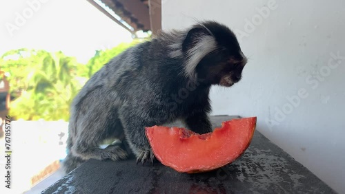 common marmoset eating papaya on the balcony. little monkey eating fruit photo