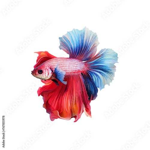 beautiful betta colorful on isolated transparent background