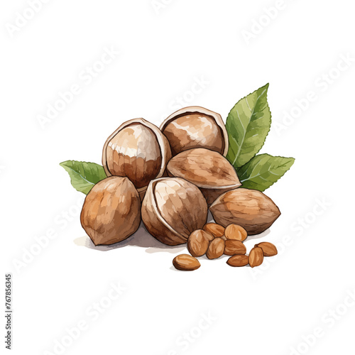 Alnuts drawing by watercolorhand drawn. Vector illustration design.