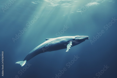 Blue whale in ocean © Oksana