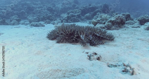 A crown-of-thorns starfish (Acanthaster) moves across the sand, journeying from one coral to another after devouring it. photo