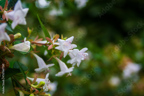 Grandifloras (Abelia chinensis) photo