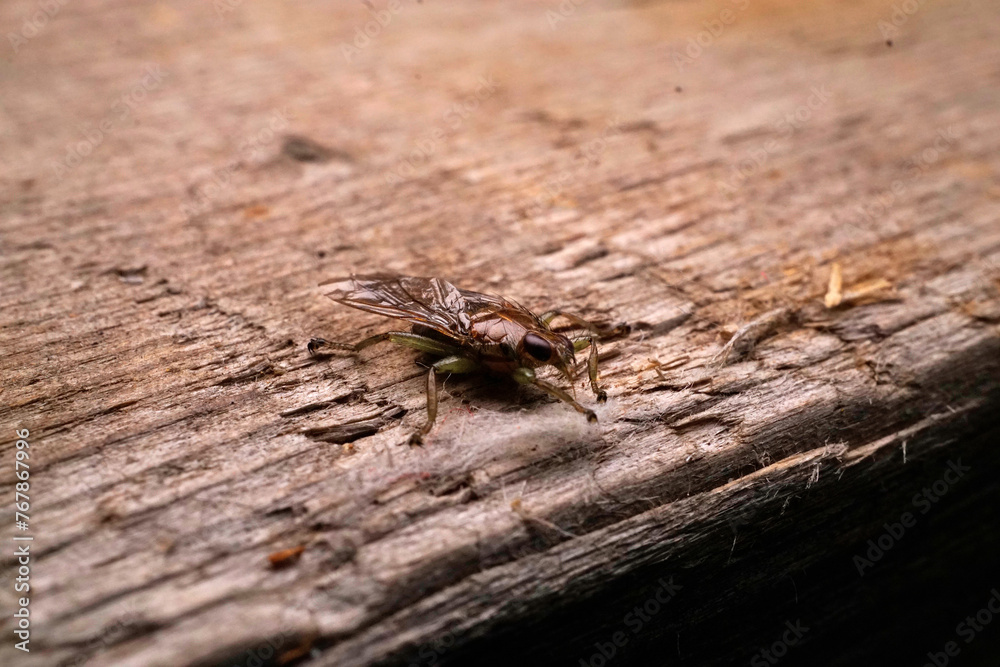 Obraz premium シラミバエ