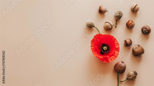 ANZAC  flat lay Red poppy flower gumnuts on table Remembrance day in Australia New Zealand least we forget for war heroes military army navy airforce WW1 dawn service poppies blank copy space banner photo