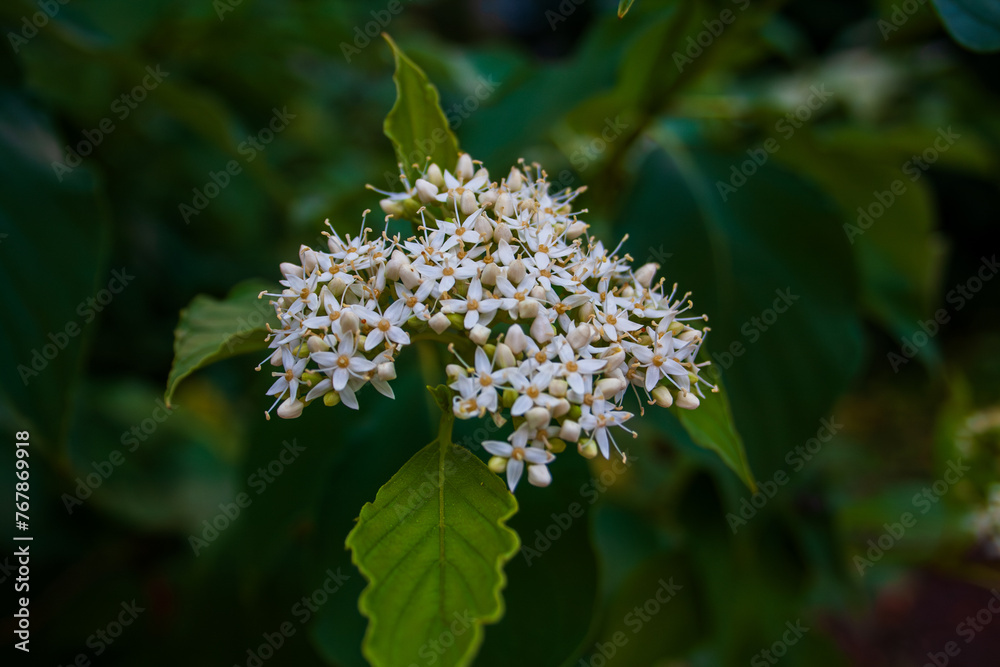 Cornus sanguinea (Cornus walteri) Cornus sanguinea (Cornus walteri)