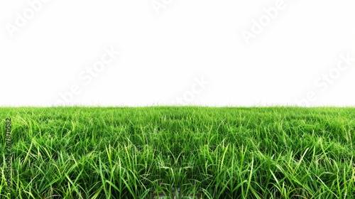 On a white background, a green grass field is isolated photo
