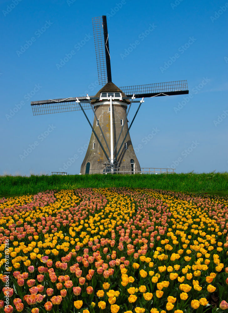 Tulips fields with windmills