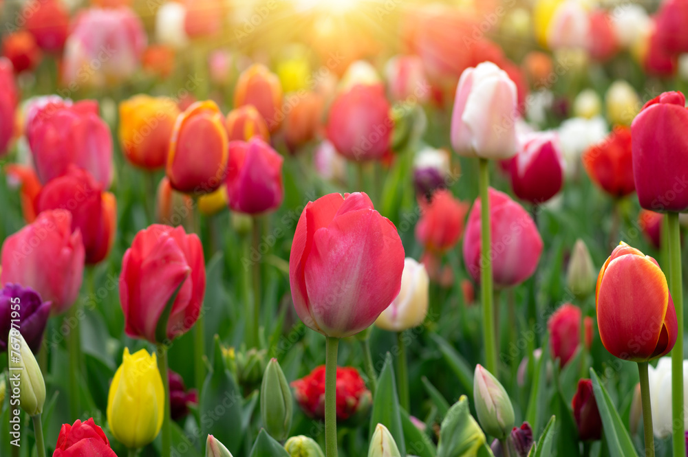 Tulips in the park in the sunlight