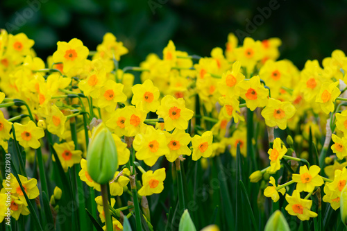 Yellow narcissus in the park. Spring nature background.