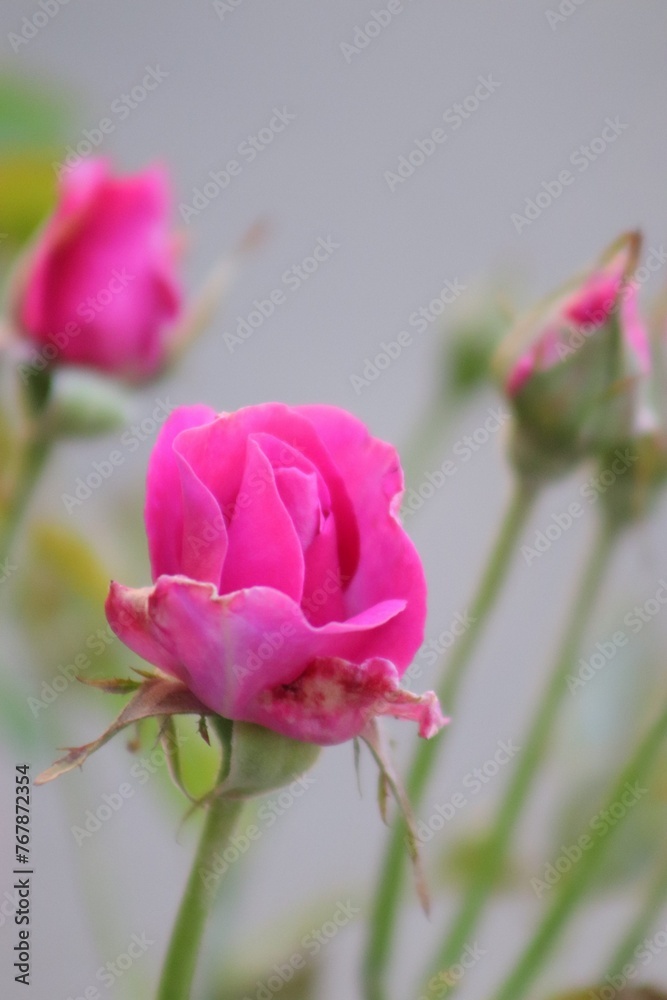Pink rose.  Rose  flower  plant  