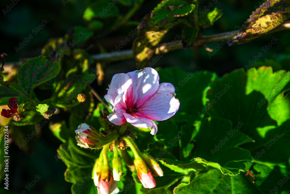 Hooded-leaf pelargonium (Pelargonium cucullatum) Hooded-leaf pelargonium (Pelargonium cucullatum)