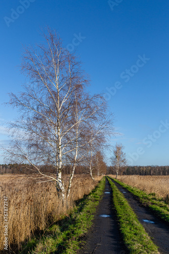Fototapeta Naklejka Na Ścianę i Meble -  Brzozy w polskim krajobrazie wczesną wiosną