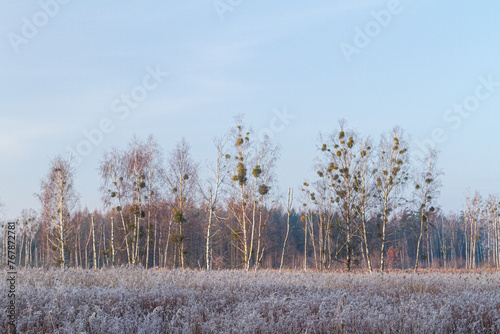 Fototapeta Naklejka Na Ścianę i Meble -  Brzozy w polskim krajobrazie wczesną wiosną