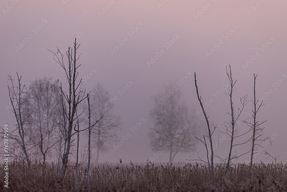 Las park w gęstej mgle wczesnym rankiem - obrazy, fototapety, plakaty 