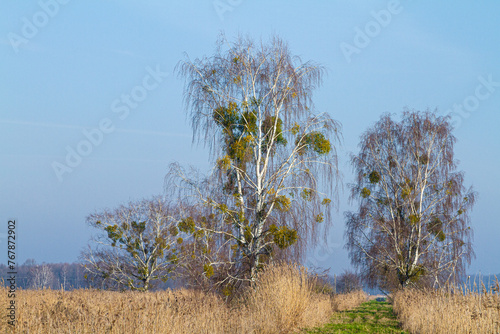 Fototapeta Naklejka Na Ścianę i Meble -  Brzozy w polskim krajobrazie wczesną wiosną