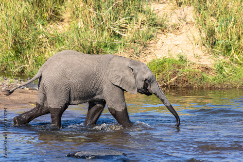 Young African elephant walking in the water