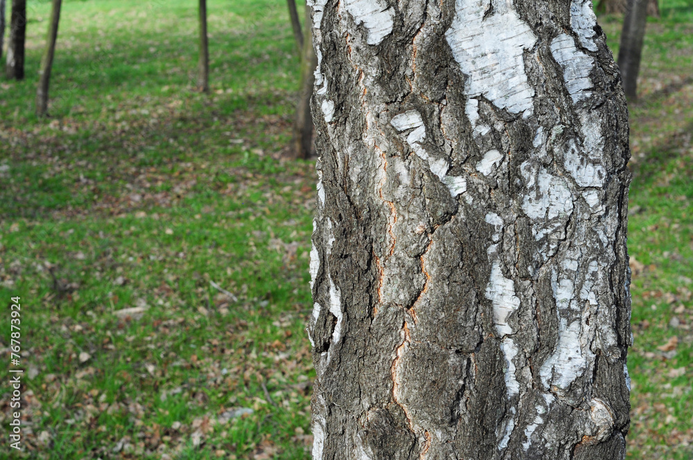 Obraz premium Close-up of a birch trunk and white bark in the garden as a concept of Birch sap in springtime.